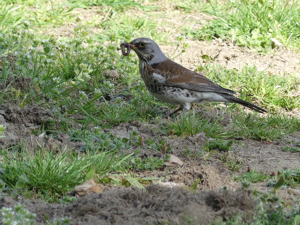 Fieldfare - ML152802391