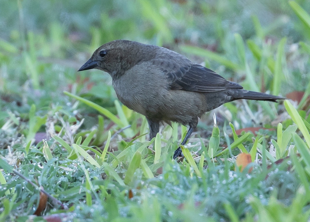 Shiny Cowbird - ML152803191