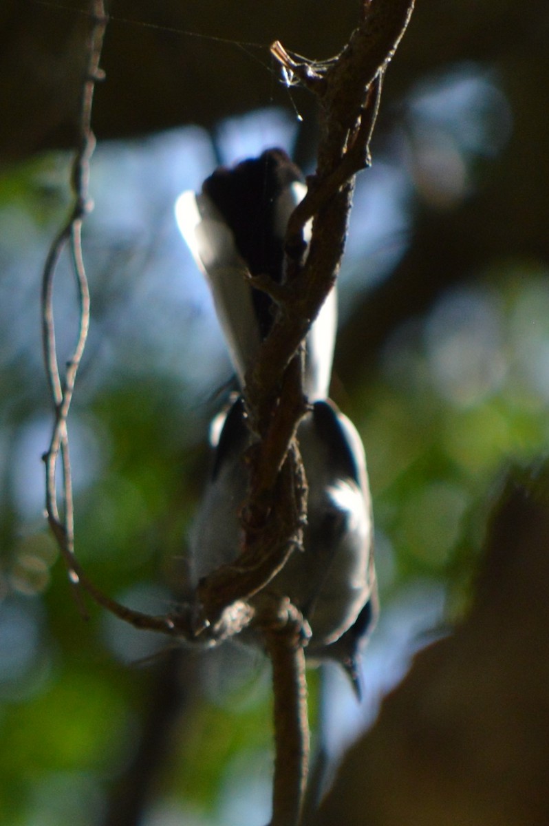 Masked Gnatcatcher - ML152803671