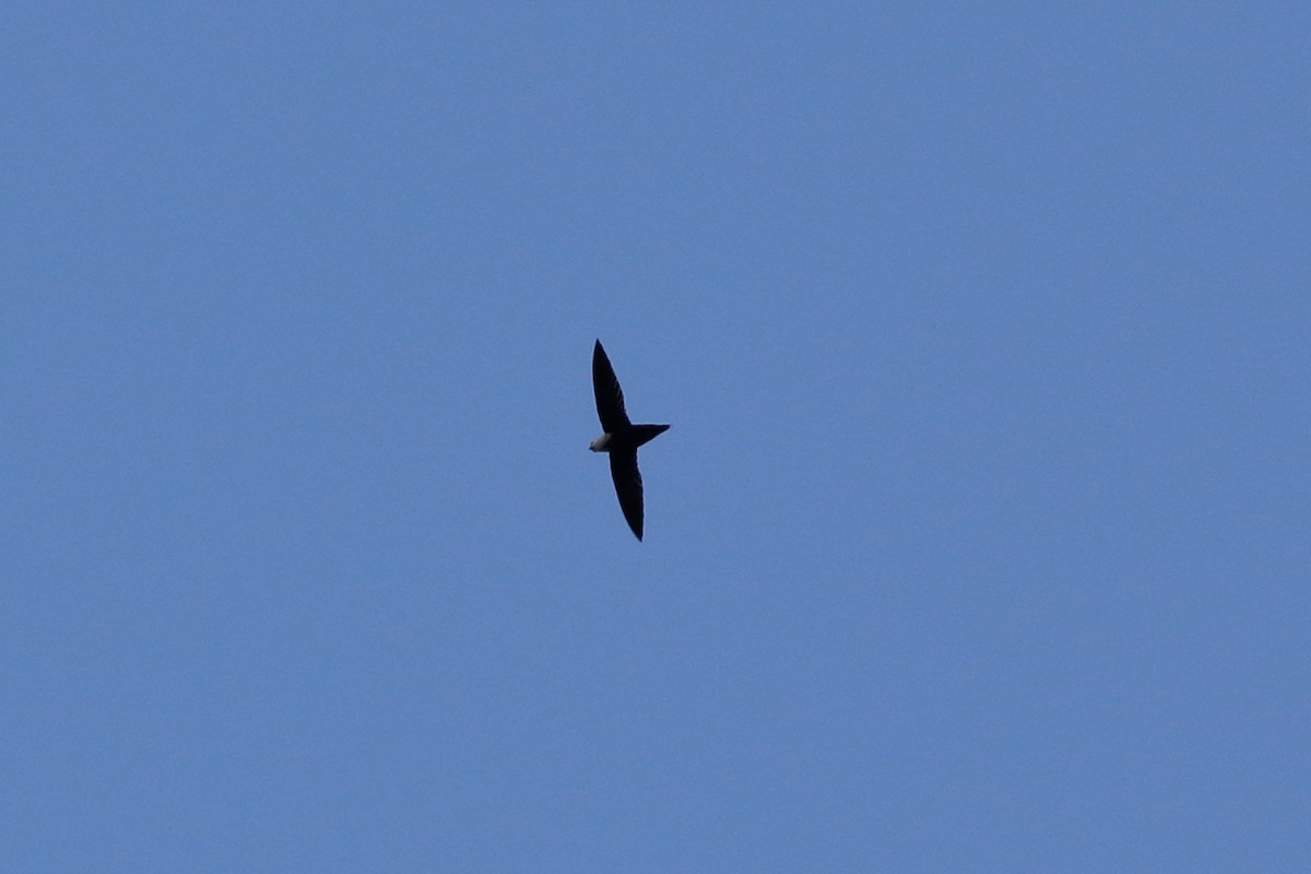 Chimney Swift - ML152803731