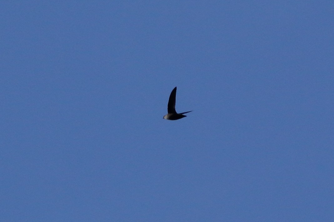 Chimney Swift - ML152803741