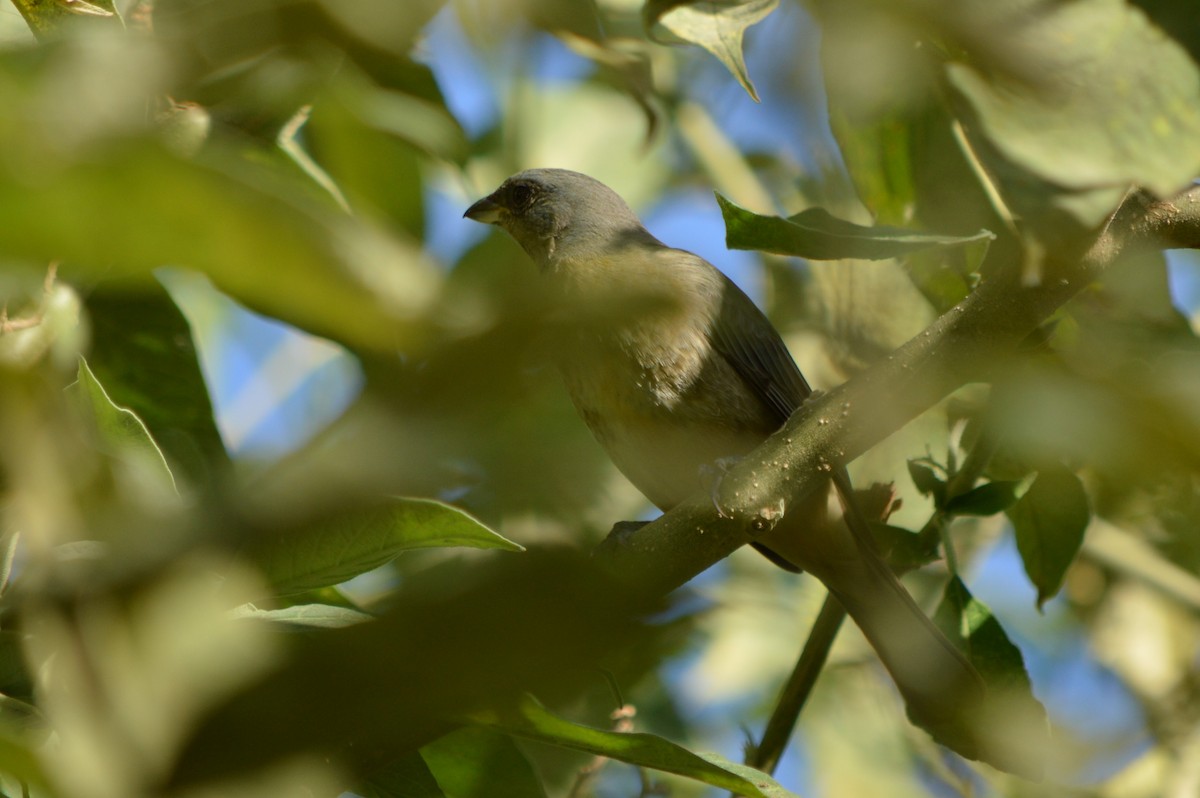 Blue-and-yellow Tanager - ML152803791