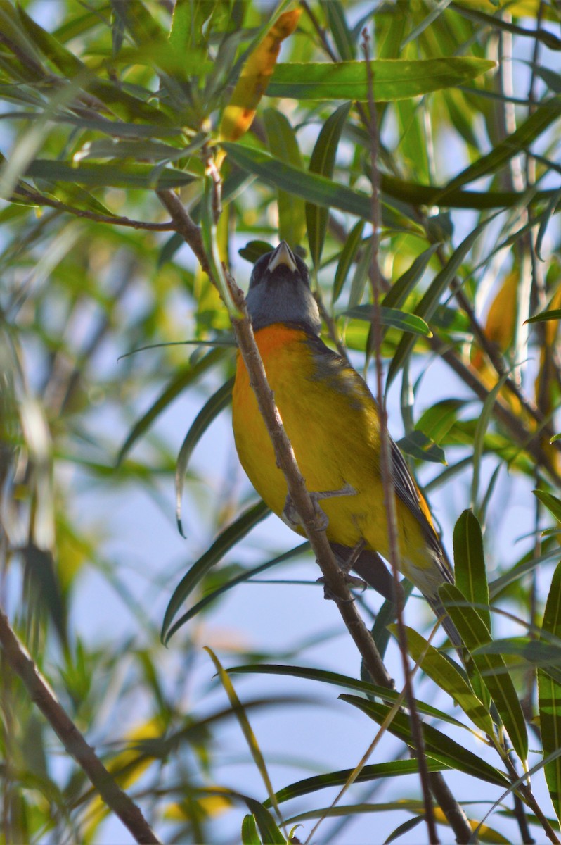 Blue-and-yellow Tanager - silvia sokolovsky