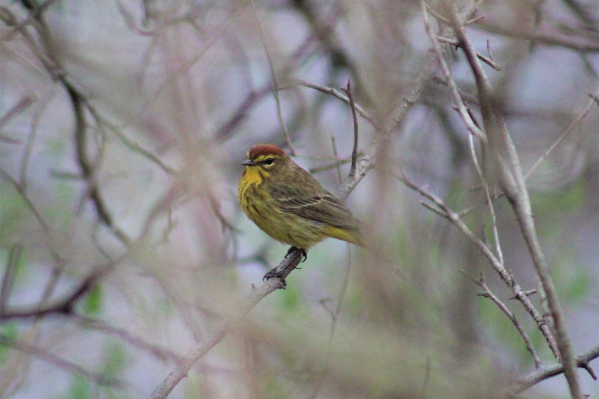 Palm Warbler - Laura Labbe