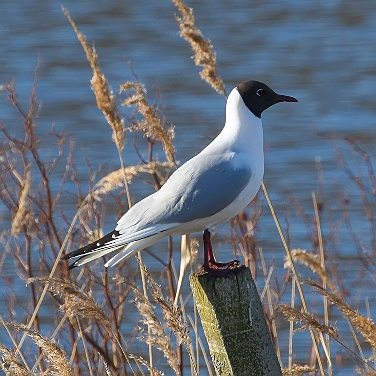 Mouette rieuse - ML152804591