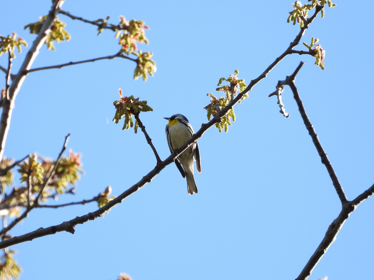 Yellow-throated Warbler - ML152805111