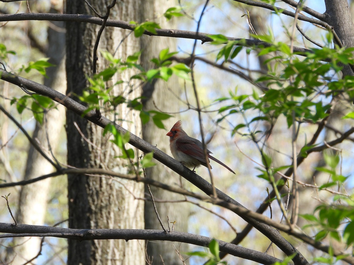 Northern Cardinal - ML152805421