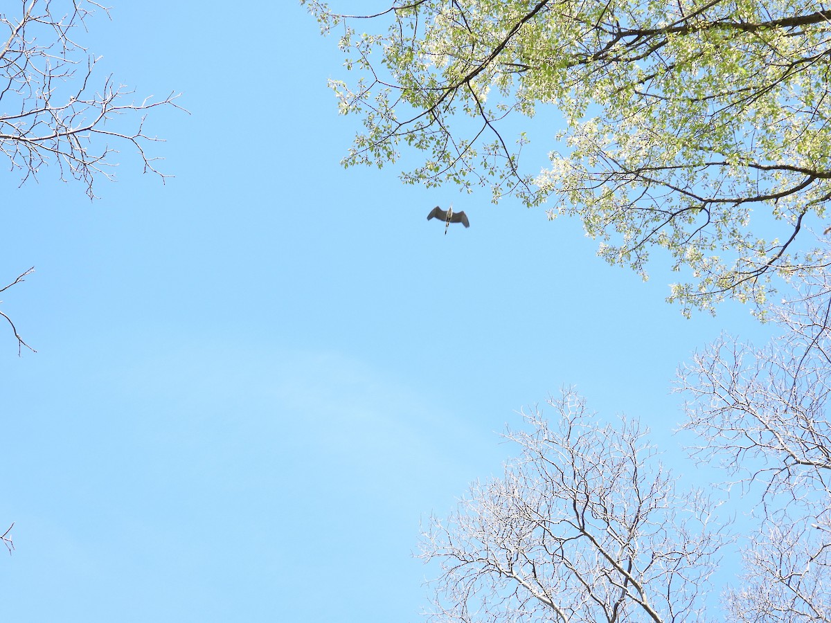 Great Blue Heron - ML152805511