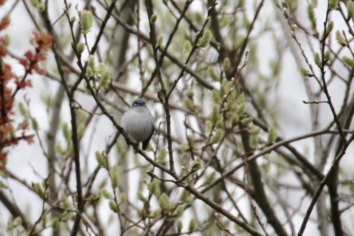 Blue-gray Gnatcatcher - ML152805591