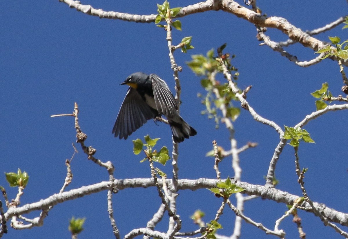 Yellow-rumped Warbler (Audubon's) - ML152807461