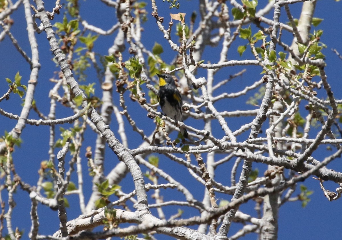 Yellow-rumped Warbler (Audubon's) - ML152807471