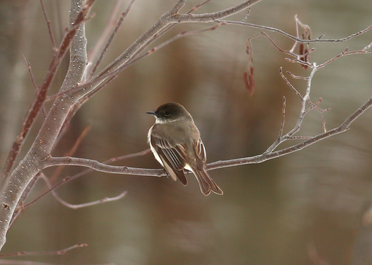 Eastern Phoebe - ML152807551