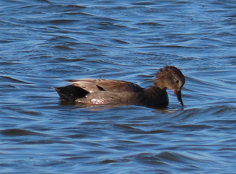 Gadwall - Karen Lebing