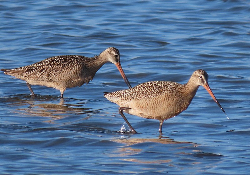 Marbled Godwit - ML152808031