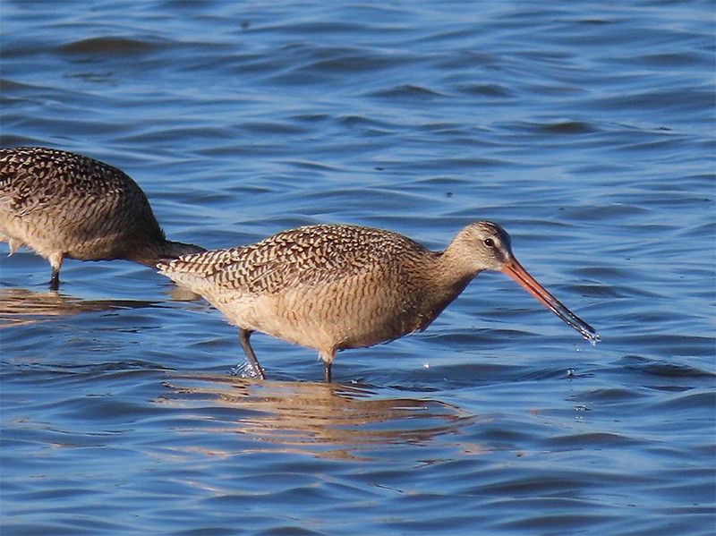 Marbled Godwit - ML152808041