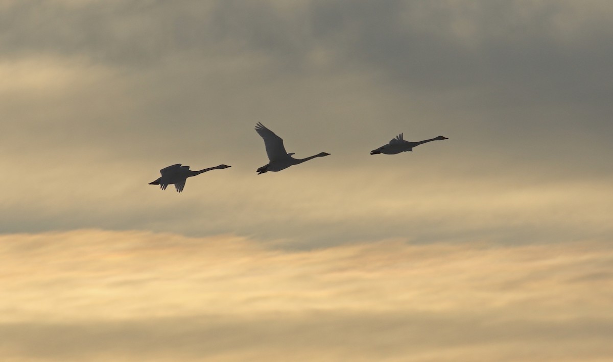 Whooper Swan - Andrew Steele