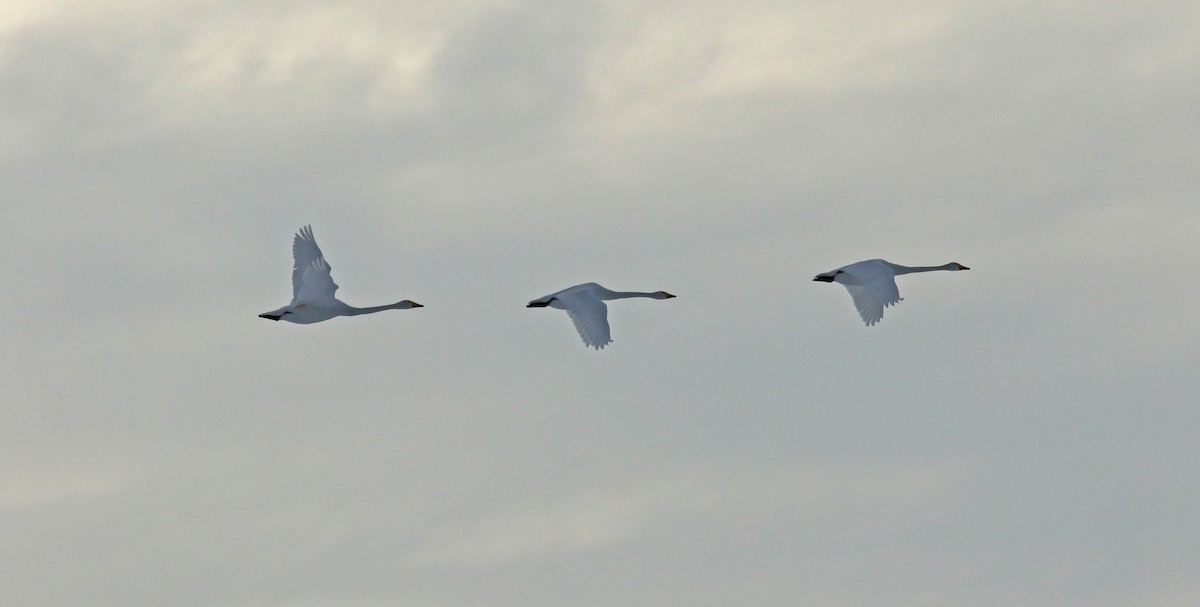 Whooper Swan - ML152808461