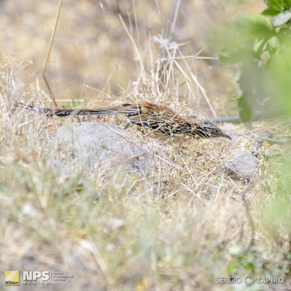 Lesser Roadrunner - ML152808641