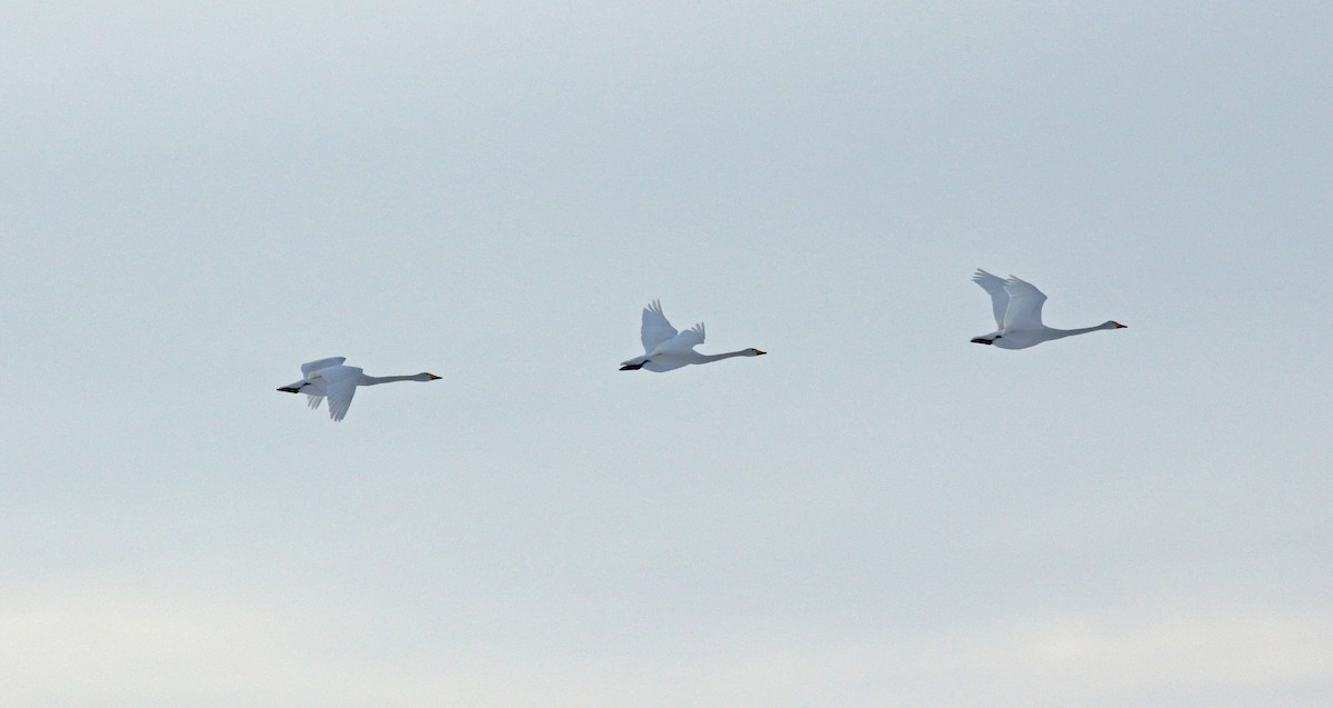 Whooper Swan - ML152808761