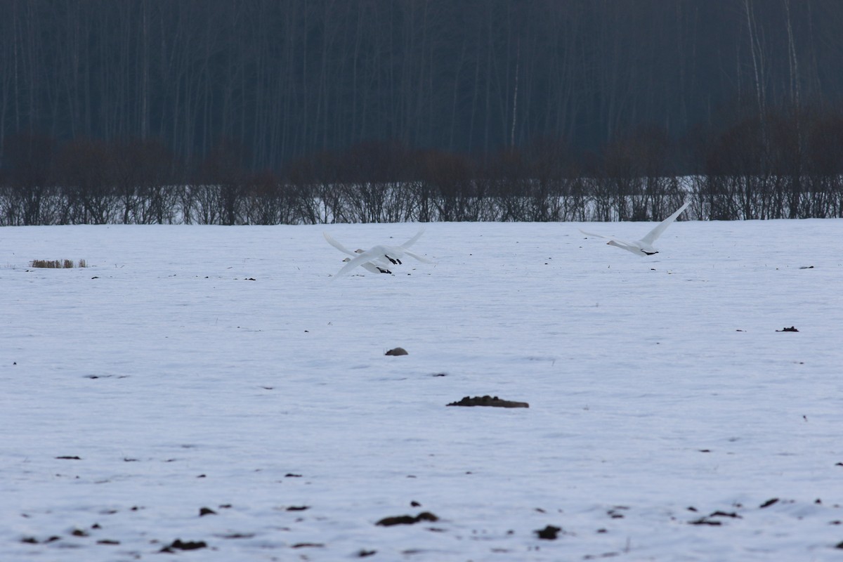 Whooper Swan - ML152809071