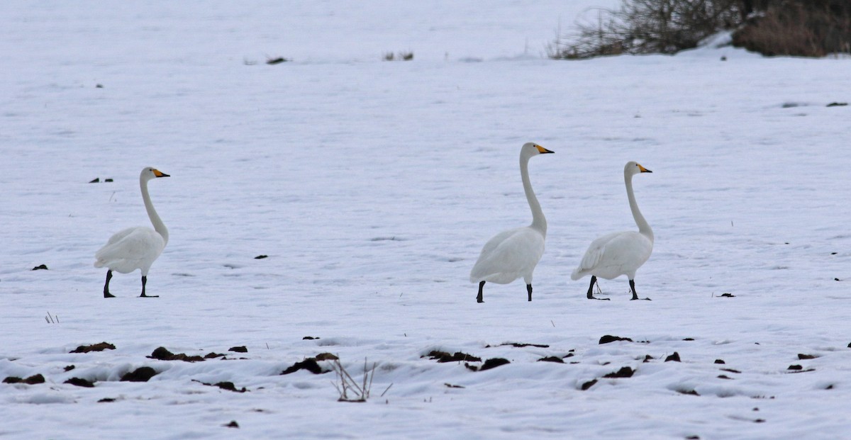 Whooper Swan - ML152809151