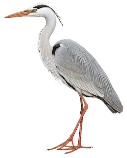 Ardea cinerea monicae