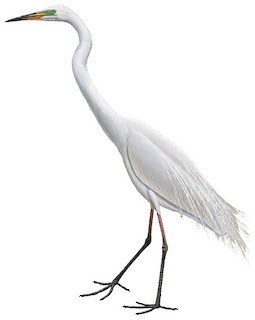 Great Egret