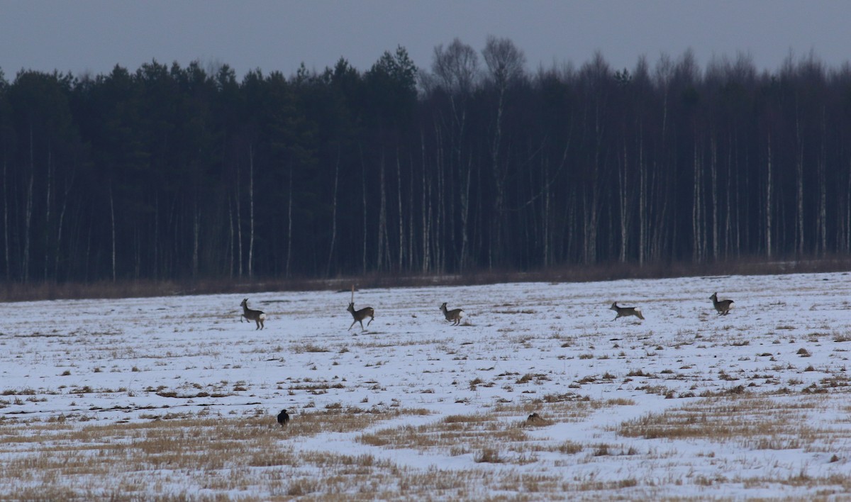 Black Grouse - ML152811321