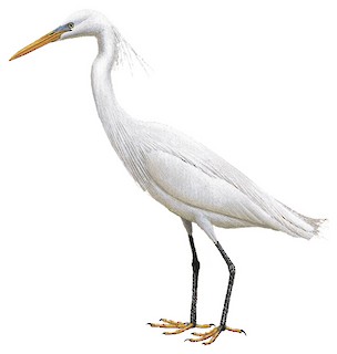 Chinese Egret