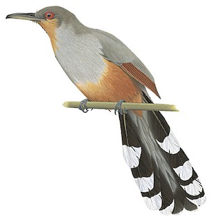 Hispaniolan Lizard-Cuckoo - Coccyzus longirostris - Birds of the World