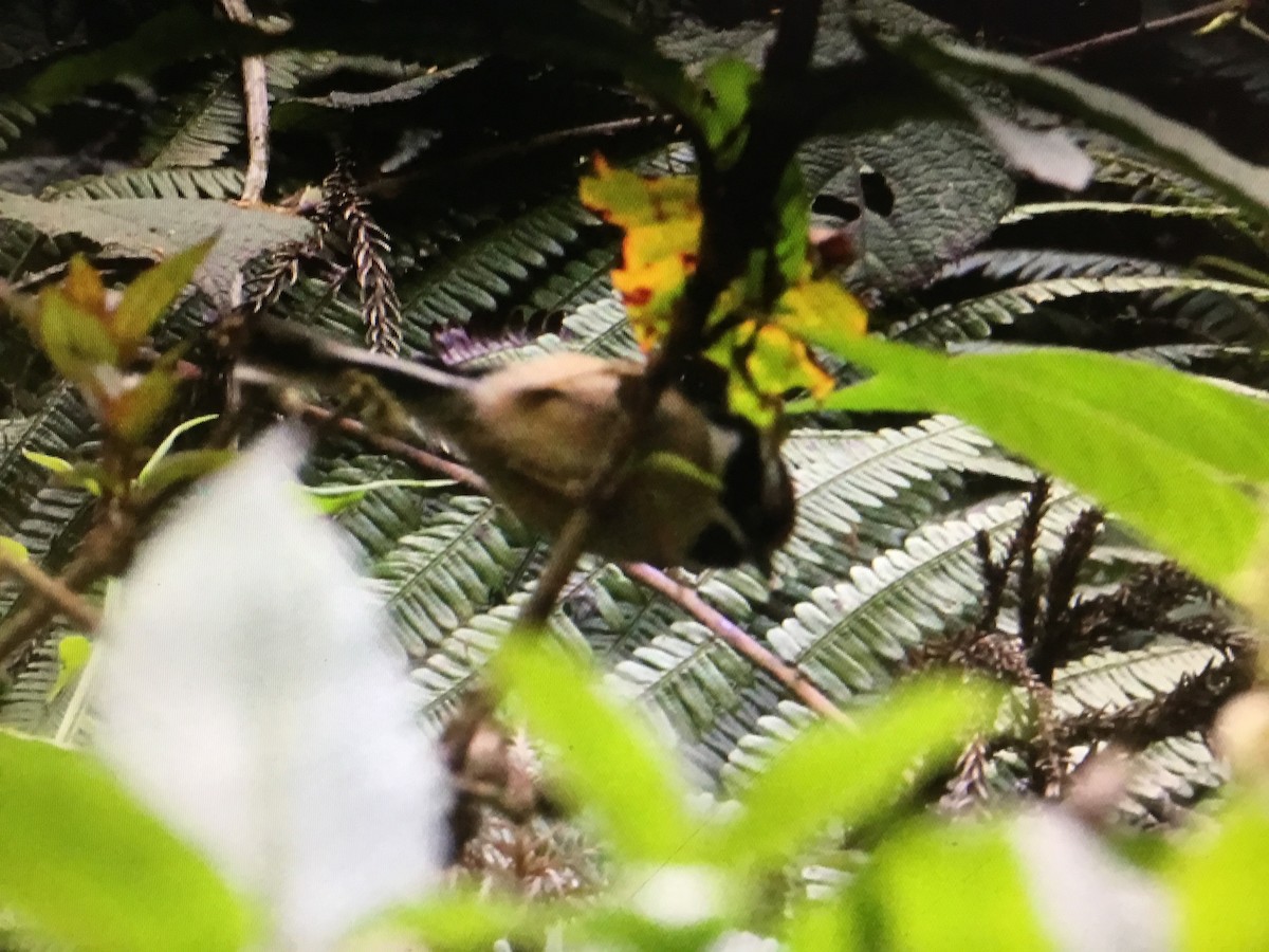 Black-throated Tit - ML152814601