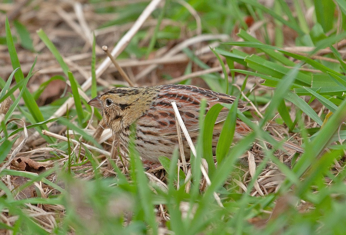 Henslow's Sparrow - ML152814931