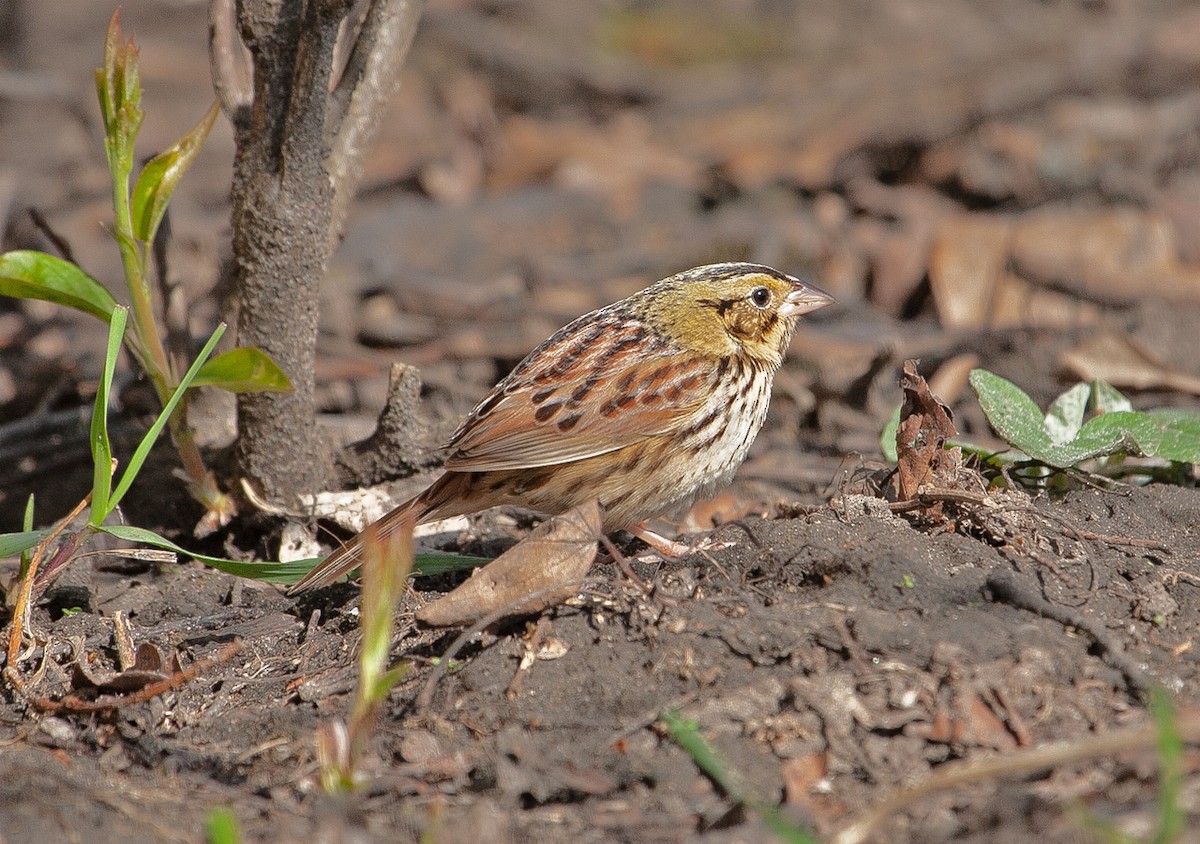 Henslow's Sparrow - ML152814941