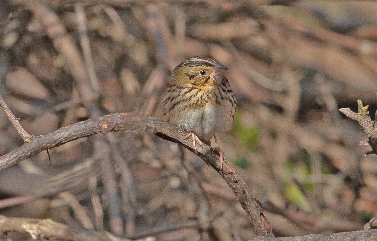 Henslow's Sparrow - ML152814951