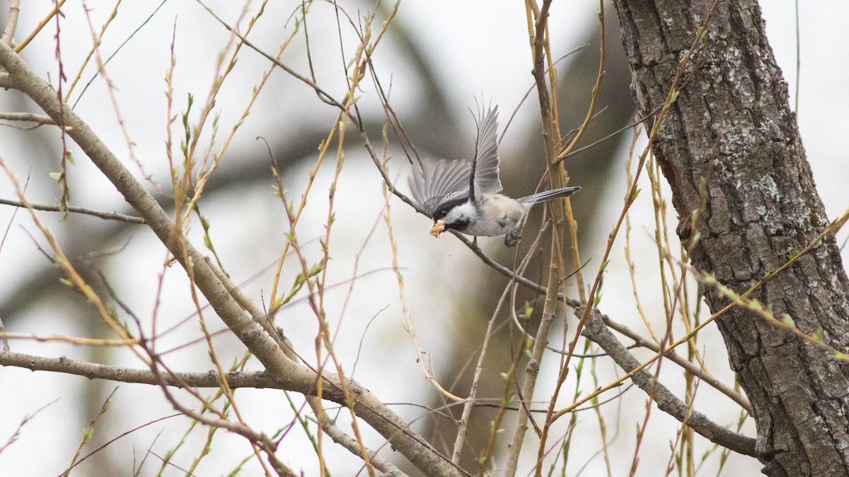 Black-capped Chickadee - ML152815781