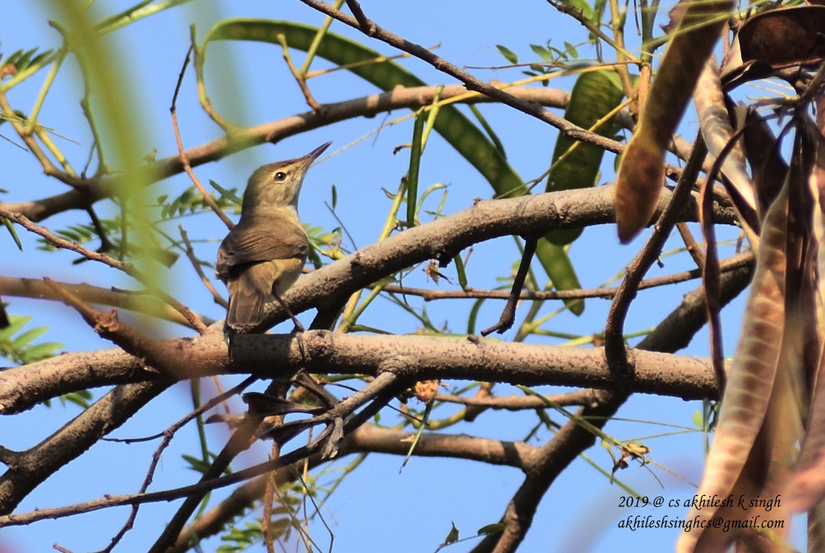 Blyth's Reed Warbler - ML152815861