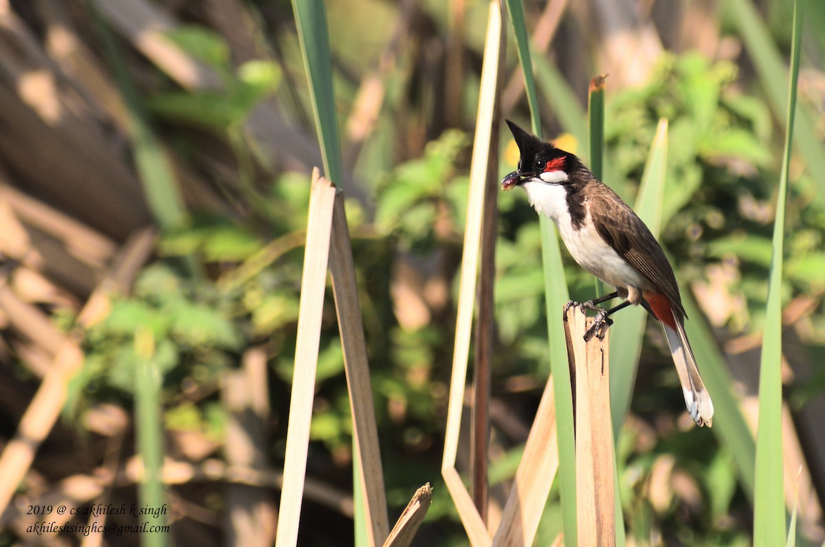 Red-whiskered Bulbul - ML152816041