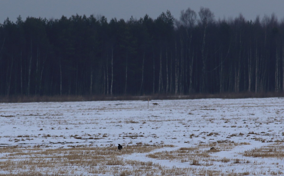 Black Grouse - Andrew Steele