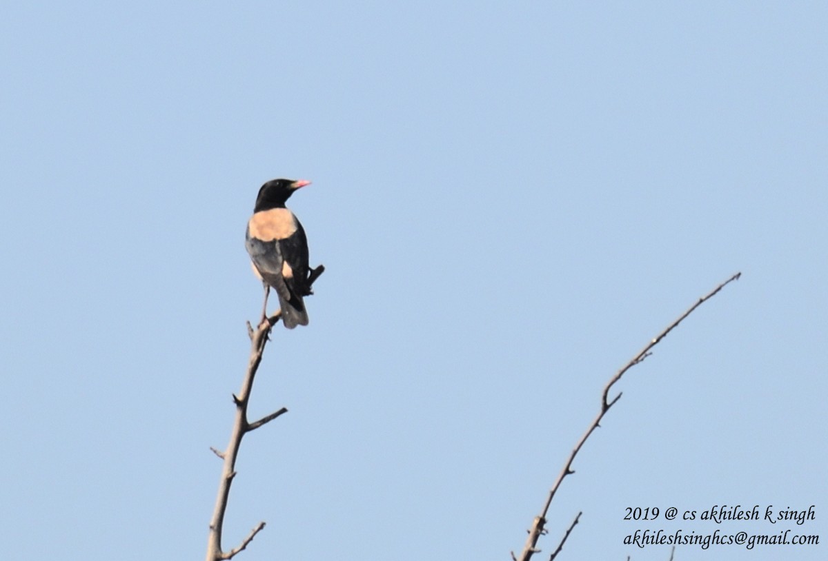 Rosy Starling - ML152817641