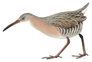 Mangrove Rail - Rallus longirostris - Birds of the World
