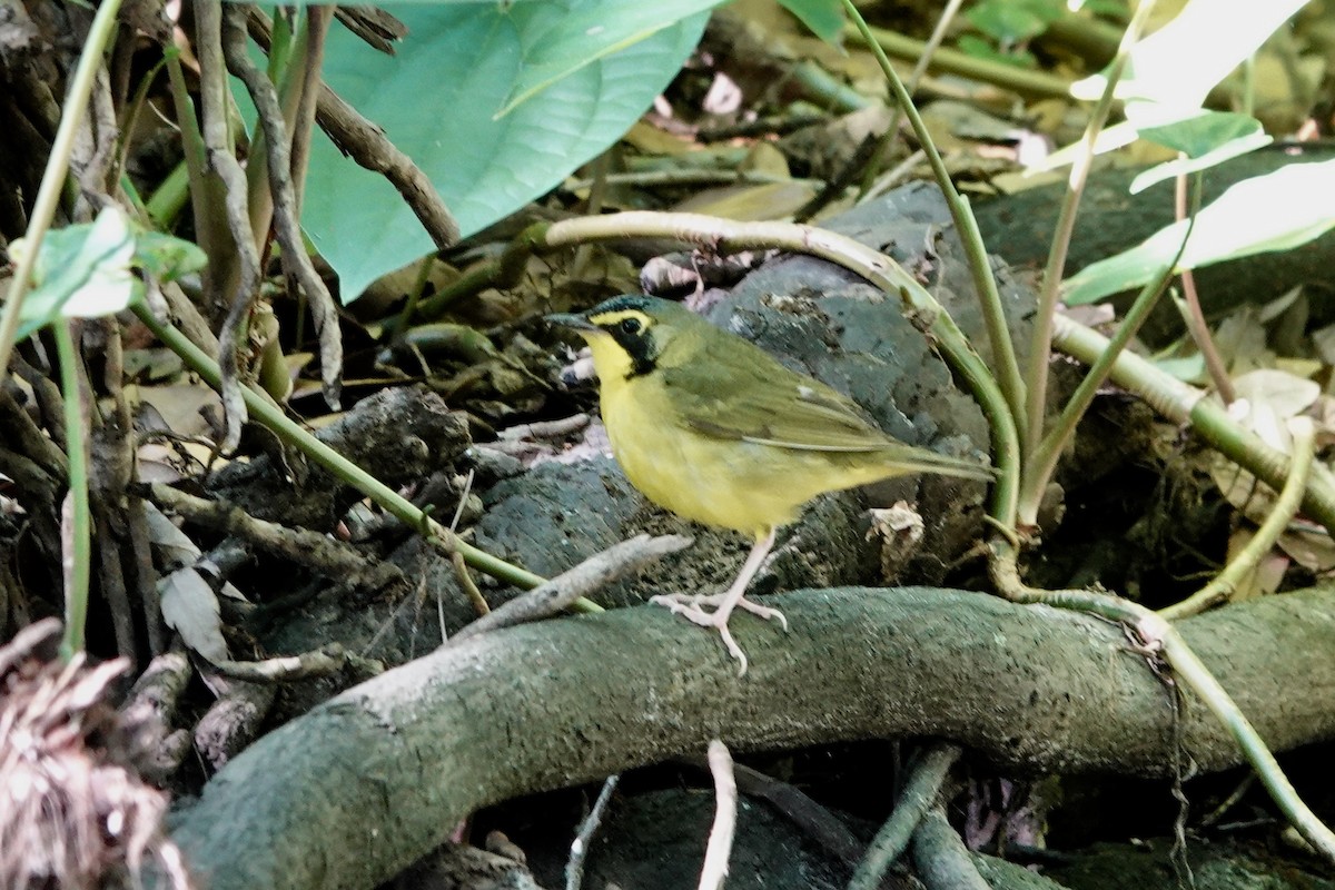 Kentucky Warbler - Kathryn Young