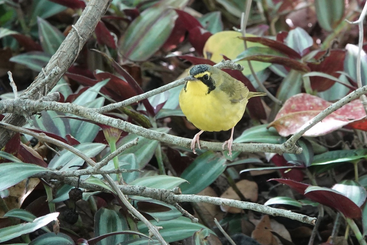 Kentucky Warbler - Kathryn Young