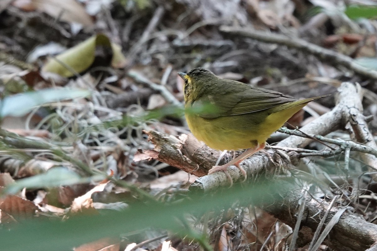 Kentucky Warbler - Kathryn Young