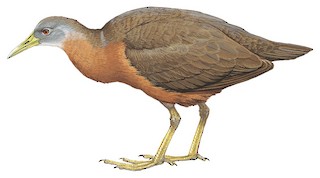 Chestnut Rail - Gallirallus castaneoventris - Birds of the World