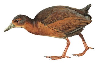 Uniform Crake - Amaurolimnas concolor - Birds of the World