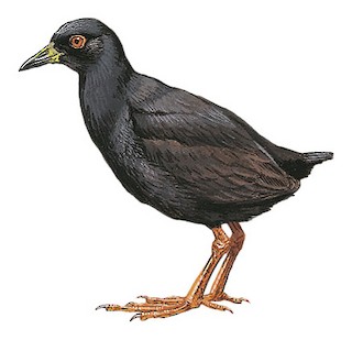 Henderson Island Crake