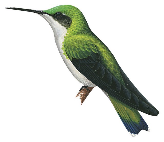Blue-headed Hummingbird - Riccordia bicolor - Birds of the World