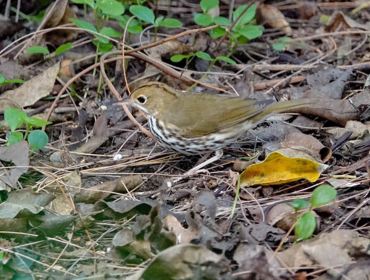 Paruline couronnée - ML152825621