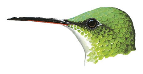 Andean Emerald - Uranomitra franciae - Birds of the World