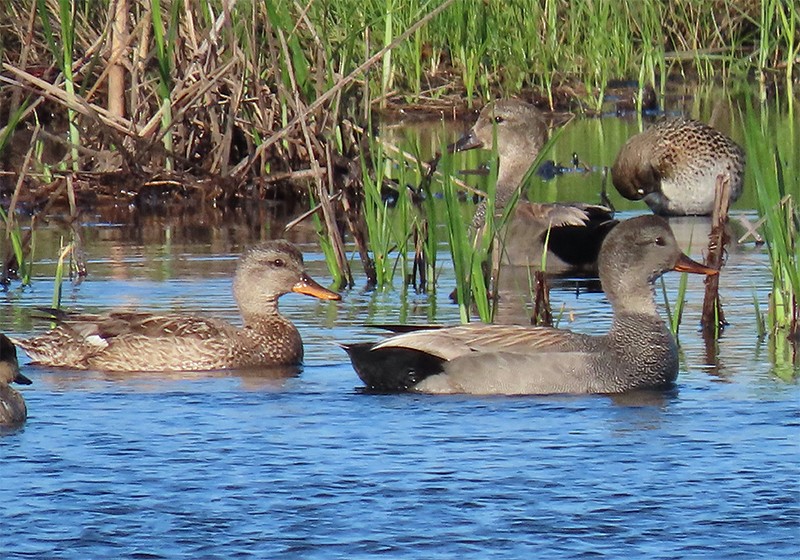 Gadwall - ML152826691